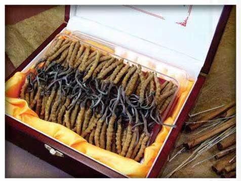 辽源冬虫夏草回收